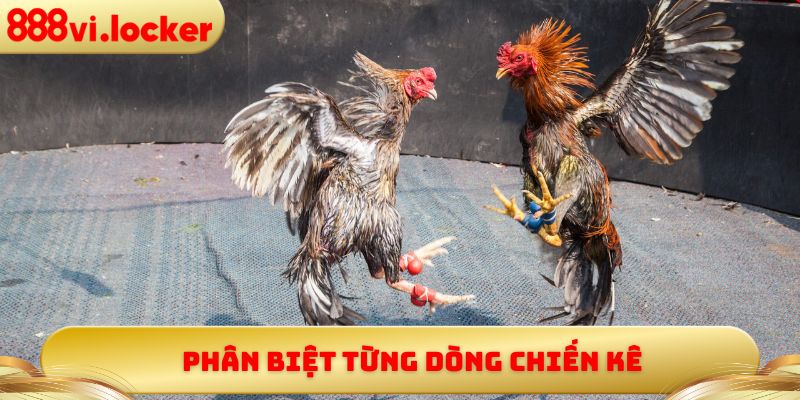 Phân biệt từng dòng chiến kê