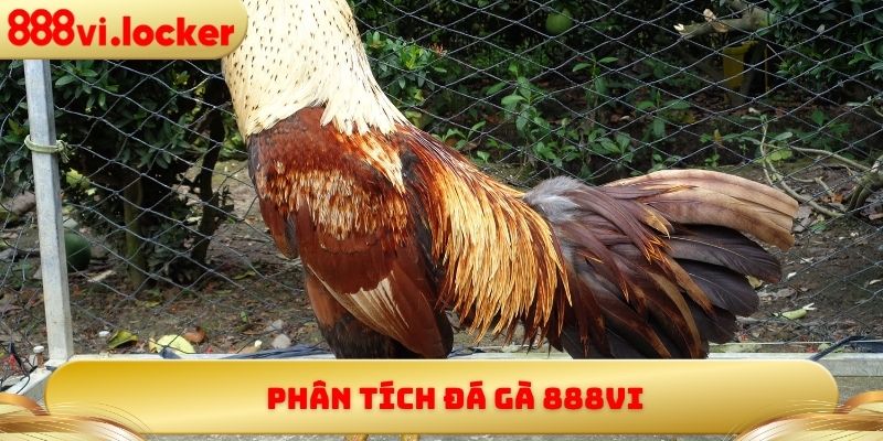 Phân tích đá gà 888vi